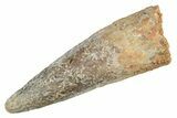 Fossil Spinosaurus Tooth - Real Dinosaur Tooth #234266-1